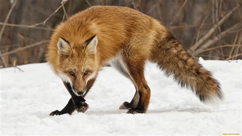 fox, Animal Wallpapers HD / Desktop and Mobile Backgrounds