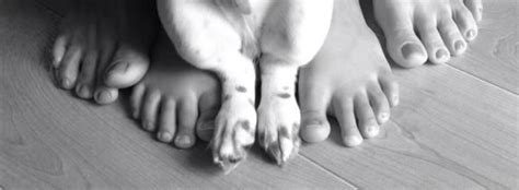 Dachshund puppies for adoption home. Phat Dachshunds Miniature Dachshund Breeders In Middle ...