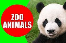 zoo animals kids videos wild sounds children