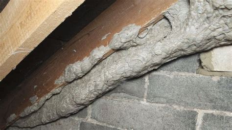 Hornets will cause damage to human when they are distributed. Wasps In Attic Removal | Mice