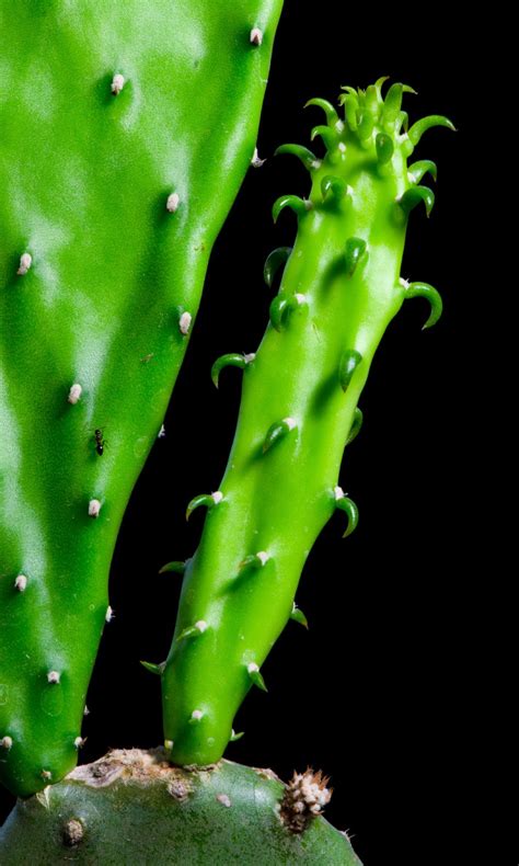 Maybe you would like to learn more about one of these? Removing Offsets From Cactus: How To Remove Cactus Pups On ...