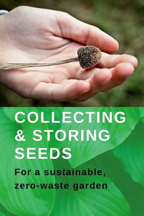 Usually the owners of the seed banks control their own seeds. Collecting and storing seeds from your garden is a good gardening practice. The advantages of ...