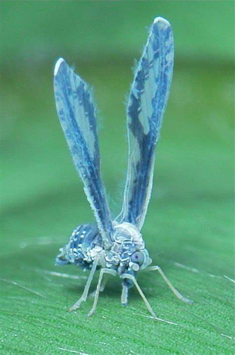 What are the tiny jumping bugs in my house? Tiny Long-winged Derbid Planthopper (Proutista sp ...