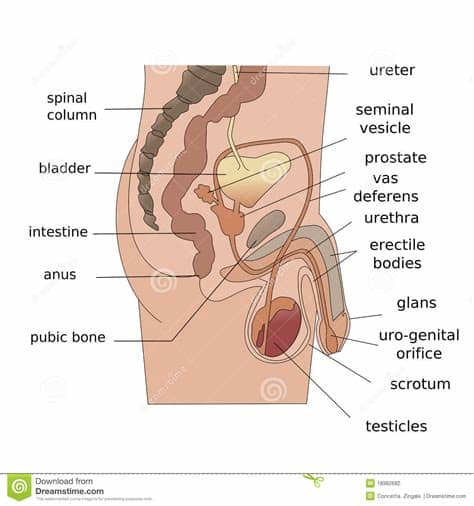 Male reproductive organs diagram labeled anatomy chart body muscles male reproductive system diagram labeled front view side anatomy organ male reproductive system. Male Reproductive System Side Stock Illustration ...