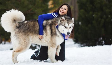 They belong to the dog family, canidae, which also includes all extinct different subspecies of the same species are able to breed and produce offspring. Dog Breeds Closest To The Wolves - Dog Notebook