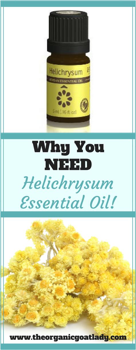Helichrysum essential oil comes from a flowering plant that traditionally grows wild in the mountains along the dalmatian coast of croatia. Why You Should Use Helichrysum Essential Oil! - The ...
