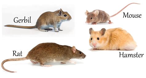 Like most other species of rats, norway rats are omnivores, feeding on both plants and animals. Cute animals, Gerbil, Animals