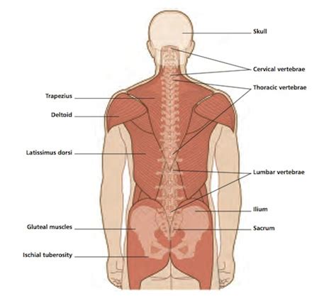 Related posts of human back bones diagram. Vivian Grisogono - ABOUT THE BACK AND NECK