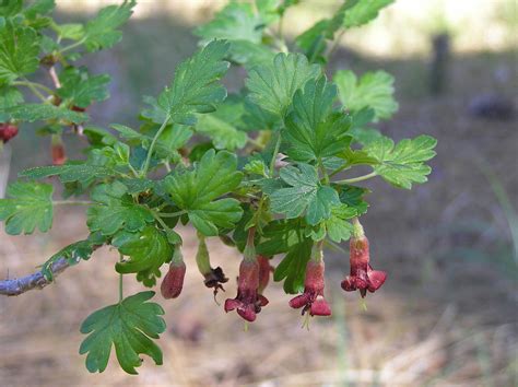 With a curated slate of what matters in your city, curiocity presents you with the most relevant local food, experiences, news, deals, and adventures. Ribes roezlii - Tree - Sierra Gooseberry :: Seeds for Sale ...