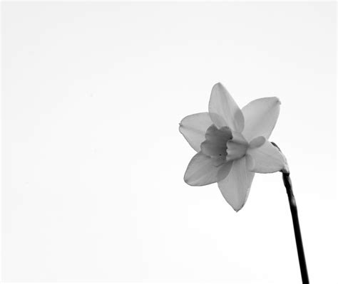 Foto fiori bianco e nero. Stampe foto artistiche e poster d'autore con bianco e nero ...