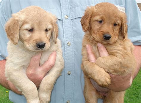 They are smart, loving, playful, and we believe you'll fall in love with the english golden as much as we have! Golden Retriever Puppies Mn - petfinder