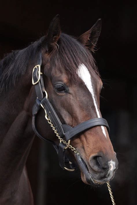 Jun 26, 2021 · ゴールドシチー見て「美しい…」ってなって、他も調べたら世界一美しい馬とかいう全身金色の馬が出てきて驚かされた 1 81: 【競馬】イケメン・美形な競走馬まとめ。グッドルッキン ...