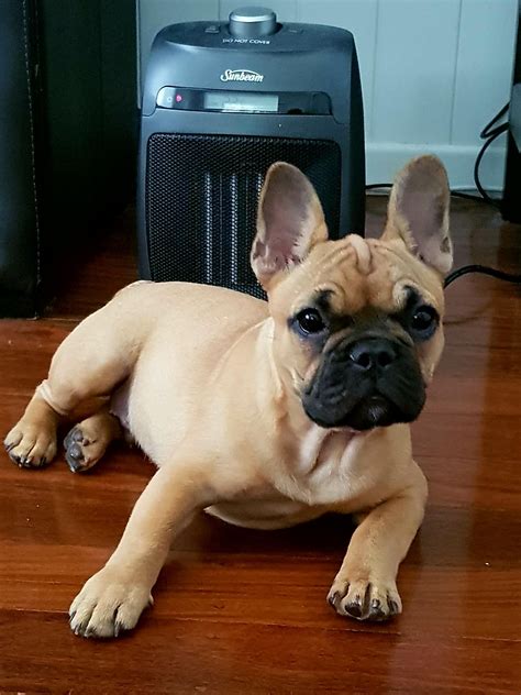 Please note that the bca rescue network (bcarn) rescues only the purebred bulldogs sometimes referred to as english or british bulldogs. Bentley enjoying his new puppa sized heater http://ift.tt ...