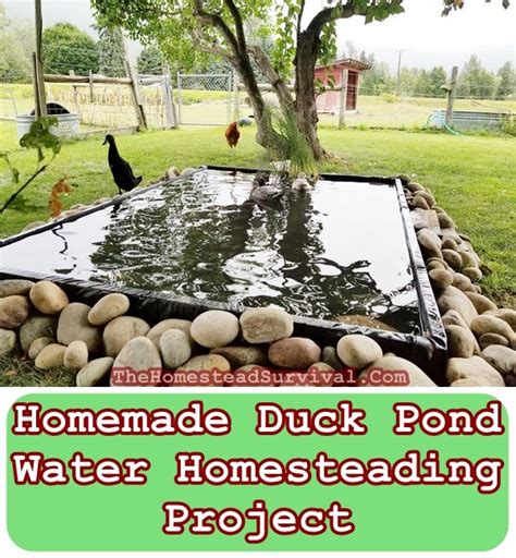 Another way of structuring water is to fill a jug and stir it with a circular motion for a few minutes. Homemade Duck Pond Water Homesteading Project | The Homestead Survival