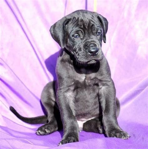 They are up to date with shots and dewormer and will be vet checked by 8 weeks of age. Great Dane Puppies For Sale | Newark, NJ #105857 | Petzlover