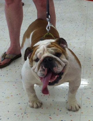 13,396 likes · 59 talking about this. Available for Adoption | Florida English Bulldog Rescue ...