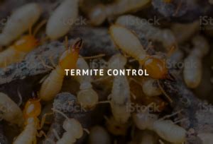 American (23.7%), irish (7.6%), english (6.8%), german (6.2%), european (3.7%), scottish (2.2%). termites - Brunson Pest Control