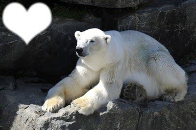 Frédéric cherche à faire le buzz sur les réseaux sociaux. Image Plage Ours Polaire Pix - Pewter