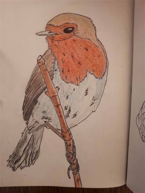 Comment dessiner un oiseau | Comment dessiner un oiseau, Dessin oiseau, Comment dessiner un chat