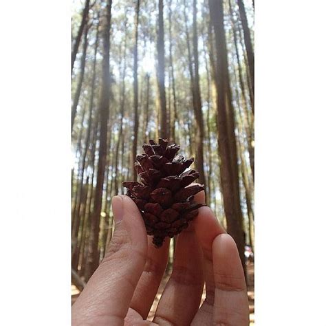 Nanas batu adalah organ pembiakan bagi pokok pain (pine). Nenas Batu Kebaikan dan Khasiat Kepada kita Mengamalkanya