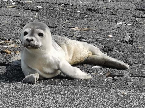 Je zit op de boot naar de waddeneilanden… Uitkomsten telling gewone zeehonden Waddenzee in 2020 ...