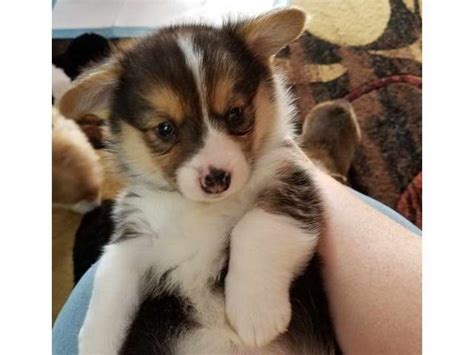 Maybe you would like to learn more about one of these? Corgi Puppies For Sale San Antonio | PETSIDI