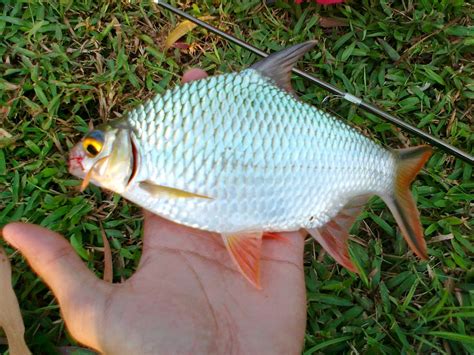 Pengasuh anak2 yang bagi seekor mingu lepas. Haruan Sakit: Memancing ikan lampam. #throwback