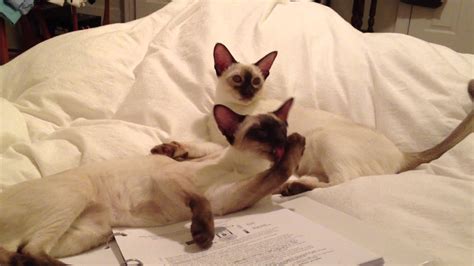 We did not find results for: Chocolate Point Siamese-Brotherly Love - YouTube