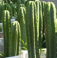 This san pedro cactus is fresh and imported from peru, we do not have thorns or core in the final product. Buy Quality SEEDS from Bouncing Bear Botanicals, a major ...