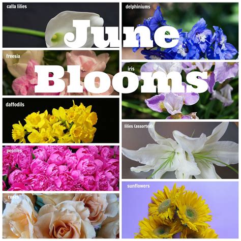 Anemones, tropicals, succulents, orchids, freesia June Blooms | June wedding, E flowers, Bloom