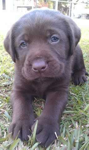 2 dog puppies for sale. Gorgeous Chocolate Purebred Labrador Puppies FOR SALE ...