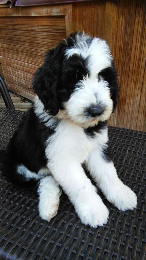 Professor is a purebred akc registered olde english sheepdog. Australian Sheepadoodle For Sale