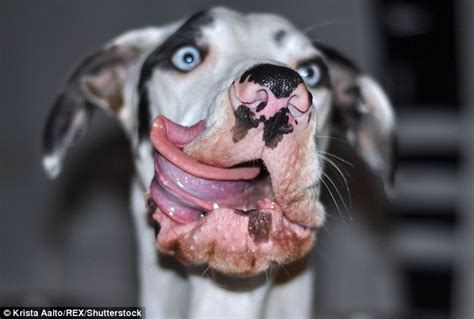 The president of finland brings his dog pretty much everywhere and twitter is in love. The gurning Great Dane: Finnish dog owner captures ...