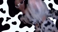 Cat, mouse, kiss, boop, animated gif. Doja cat GIFs - Get the best gif on GIFER