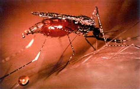 Virus hanya dapat dibasmi dengan obat antivirus. Entomologi: SERANGGA SEBAGAI VEKTOR PENYAKIT
