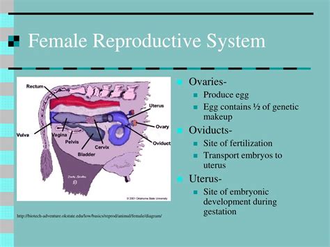 Ada tumpang tindih di antara keduanya, tetapi keduanya. Male And Female Reproductive System Venn Diagram - Aflam ...