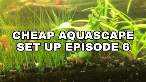 They help sustain life in your planted tank as well as create a captivating display of lush greens, reds and violets. Cheap Aquascape Set up |No Co2 No Filter| Episode 6 - YouTube