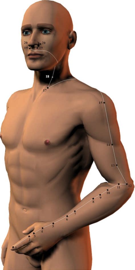 The large intestine meridian is a yang meridian and paired with the lung meridian. meridianbaner