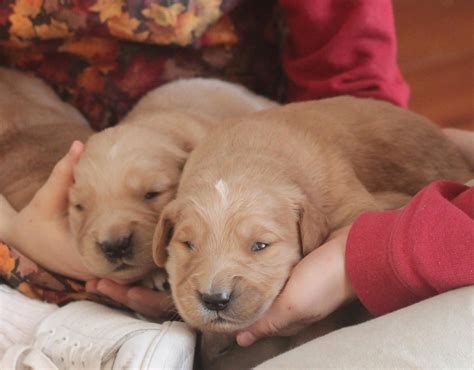 If you are looking for a wonderful, loving puppy to add to your family this english cream golden retriever is sure to please! A cuddly twosome of beautiful, healthy AKC Golden ...