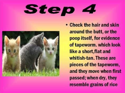 And if you take all the all the worms will pass out of your cat's system through her stool. how to know your cat has worms - YouTube