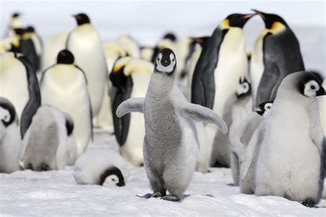 However, penguins live not only in antarctica. Types of Penguins: How to see the world's penguin species
