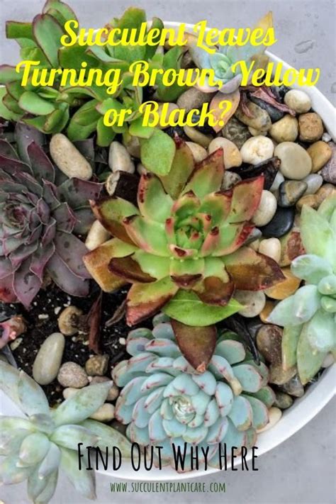 Some cactus will turn slightly red/bronzy under high sunlight and dry conditions. Leaf Discoloration on Succulents? Find Out Why Succulent ...