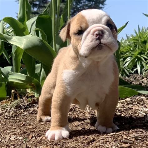 Litter description now accepting deposits on new litter? Miniature English Bulldog Puppies For Sale Near Me | USA ...