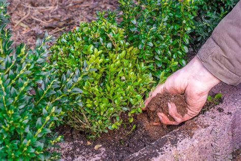 Blaukorn ist sehr vielseitig und kommt gerade bei hobbygärtnern sehr häufig zum einsatz. Hecke mit Blaukorn düngen » Zeitpunkt, Anwendung und mehr