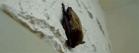 Maybe you would like to learn more about one of these? What Kind of Noises and Sounds do Boston Bats Make When ...