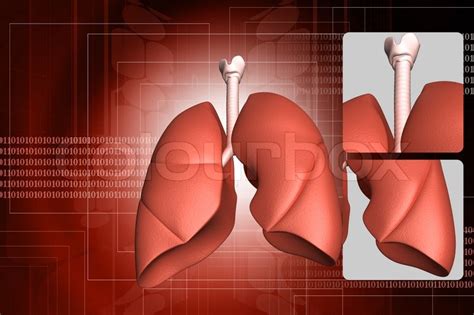 The lungs are located in the chest, behind the rib cage on either side of the heart. Human lungs and rib | Stock image | Colourbox