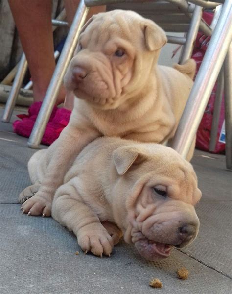 Sweet mini blue female looking for her forever home.please feel free to call. Amazing Shar Pei Puppies For Sale | Centurion Dogs ...