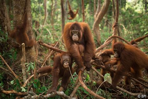 Orangutans are extremely patient and intelligent mammals. Borneo Orangutan Survival