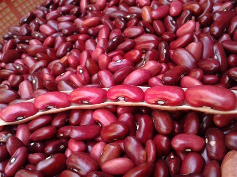 Kacang almond adalah kacang dengan kandungan gizi yang terkenal di dunia. 4 Olahan Kacang Merah yang Berkhasiat
