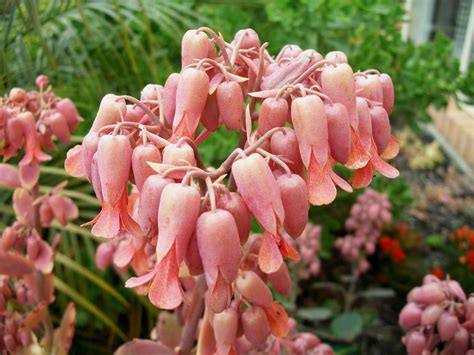 We hope that the following list of synonyms for the word aloes will help you to finish your crossword today. Flowering Succulents (With images) | Flowering succulents ...